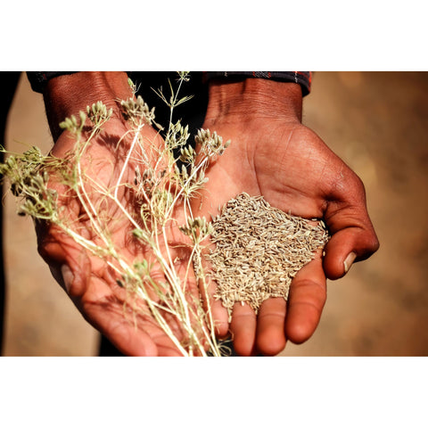 Cumin Seeds