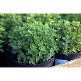 OREGANO GREEK