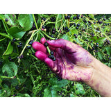 RED MALABAR SPINACH