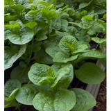 Malabar Spinach Seeds - Green Vines Supreme