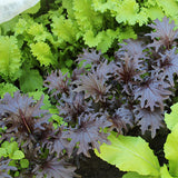 Baby Kale KX-1 - Seeds
