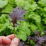 Baby Kale KX-1 - Seeds