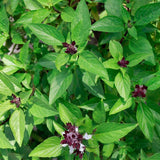 Basil Seeds - Cinnamon