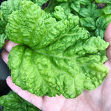 Basil Seeds - Lettuce Leaf