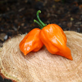 Hot - Habanero Orange - pepper seeds