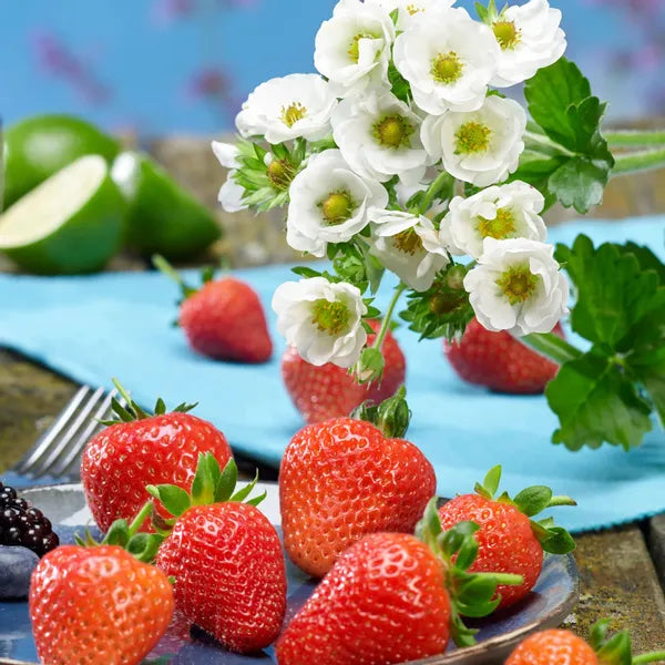 Strawberry- Fragaria F1 Summer Breeze Snow