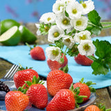 Strawberry- Fragaria F1 Summer Breeze Snow