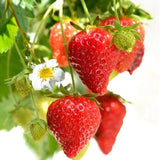 Strawberry- Fragaria F1 Summer Breeze Snow