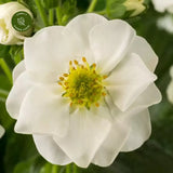 Strawberry- Fragaria F1 Summer Breeze Snow