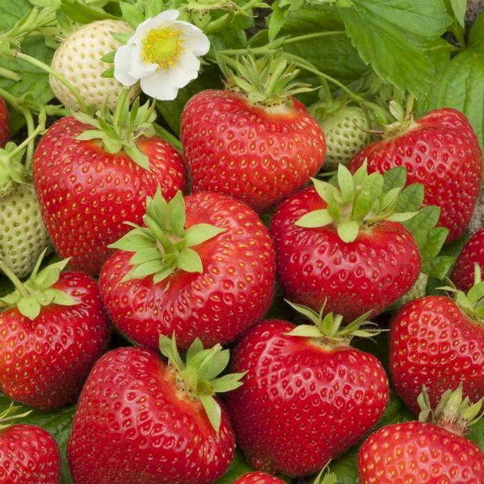 Strawberry - Fragaria F1-Beltran