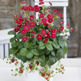 Strawberry - Fragaria F1 Summer Breeze Rose