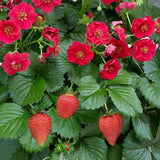 Strawberry - Fragaria F1 Summer Breeze Rose