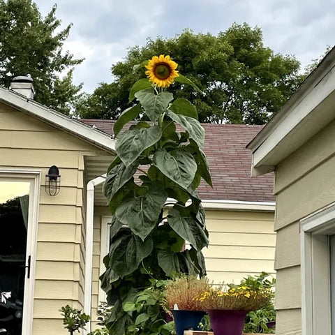 Sunflower Seeds - Mammoth Grey Stripe - Organic