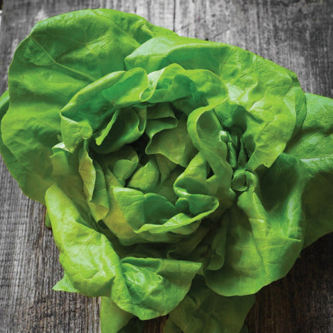 Lettuce Seeds - Summer Bibb