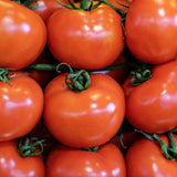Salad - Thessaloniki- Tomato Seeds