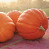 BIG MOOSE PUMPKIN