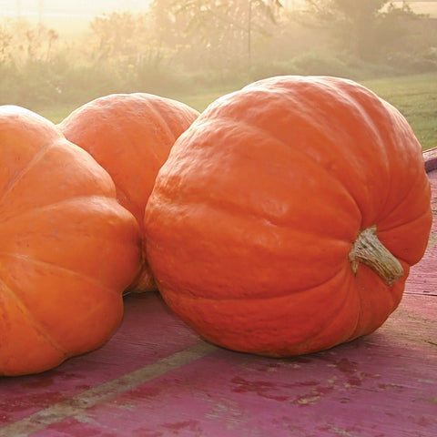 BIG MOOSE PUMPKIN