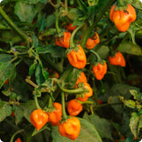 Hot - Habanero Orange - pepper seeds