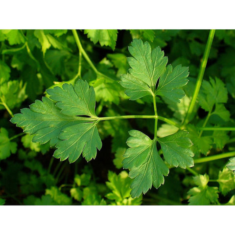 Italian parsley Petroselinum crispum