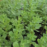 بربير عملاق(رجلة)