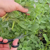 بربير عملاق(رجلة)