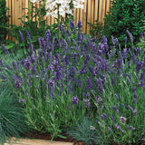 Ellagance Purple Lavender Seed
