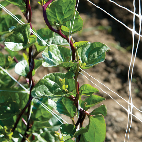RED MALABAR SPINACH