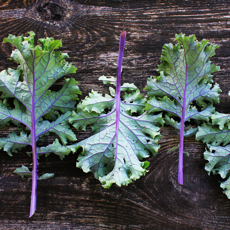 Kale Red Russian