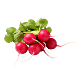 GLORIETTE (F1) Radish Seed