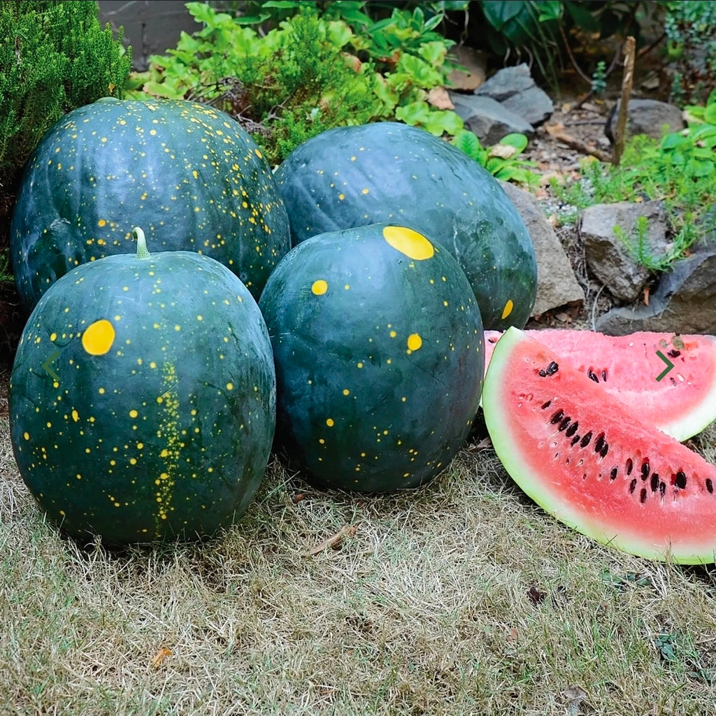 Watermelon Seeds - Picnic - Moon & Stars