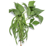 Sybaris Bean
