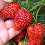 Strawberry - Fragaria F1-Elan
