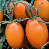 Paste - Orange Roma - Tomato Seeds
