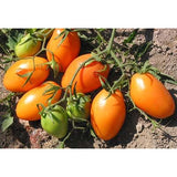 Paste - Orange Roma - Tomato Seeds