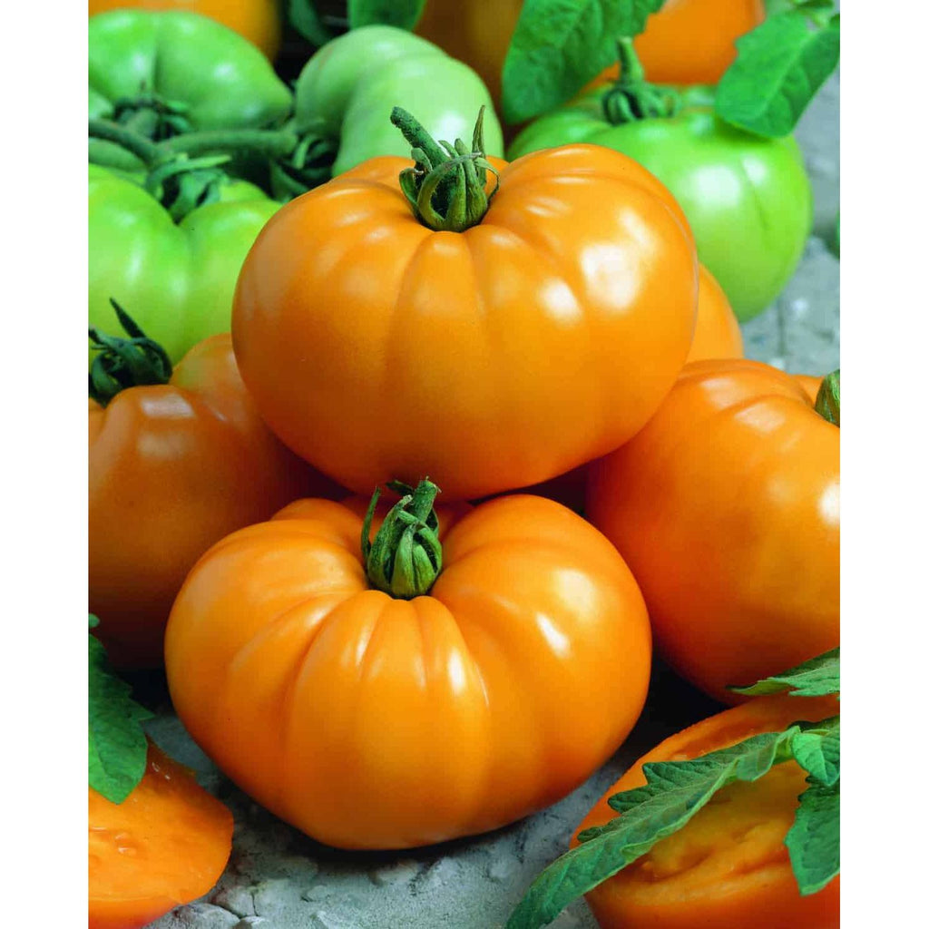 Slicing - Chefs Choice Orange Hybrid AAS winner - Tomato Seeds