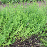 OREGANO GREEK