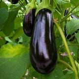 Eggplant Seeds - Florida Market