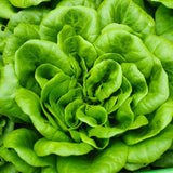Lettuce Seeds - Summer Bibb