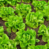 Lettuce Seeds - Summer Bibb