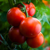Salad - Thessaloniki- Tomato Seeds