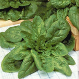 Geant d'hiver Spinach