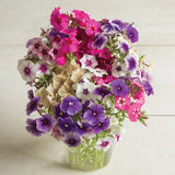 Art Shades Mix Phlox Seed