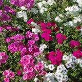 Art Shades Mix Phlox Seed