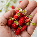 Alexandria Strawberry Seed
