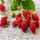 Alexandria Strawberry Seed