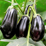 Eggplant Seeds - Black Beauty