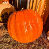 BIG MOOSE PUMPKIN