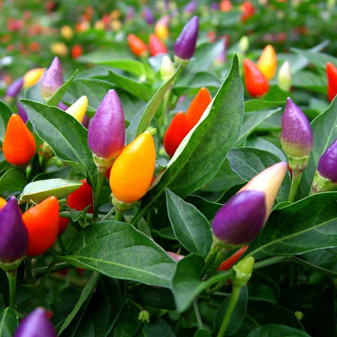 Ornamental - Black Olive AAS winner- pepper seeds