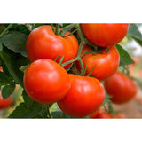 Slicing - Containers Choice Red Hybrid - Tomato Seeds