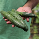 japanese Tokiwa - Cucumber